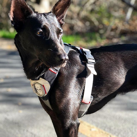 product photo of an original black, white, and red Duo Adapt escape-proof dog harness on a small black pariah dog standing on the sidewalk with late afternoon sun