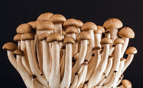 mushrooms a source of vitamin d