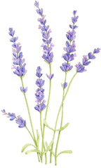 Lavender Sketch