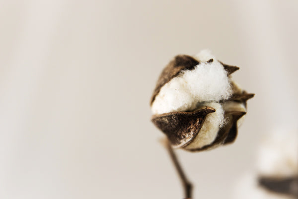 brown cotton flower