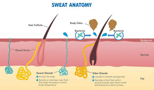 Sweat anatomy illustration