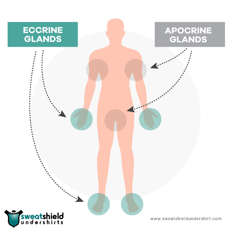 Eccrine and Apocrine glands diagram
