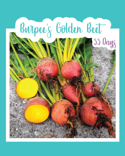 Beetroot Golden Burpees Appx 300 seeds 