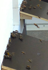 Beehive Landing Board