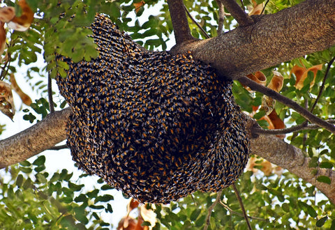 Bee Swarm apidae candles