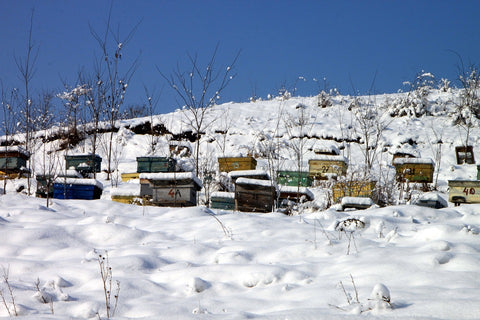 Bienenstock im Winter