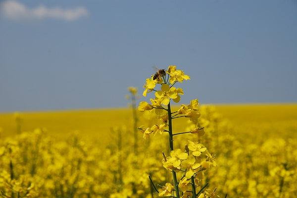 Honigbiene in Rapsfeld