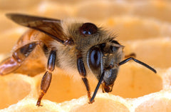 varroa honeybee