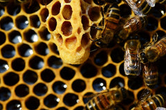 Beehive Swarm Cell