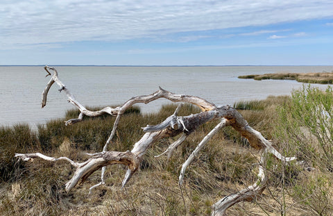 Awaiting Spring on the Currituck Sound in Duck North Carolina