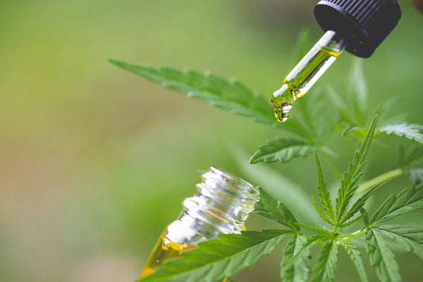 CBD oil vs cbd tincture