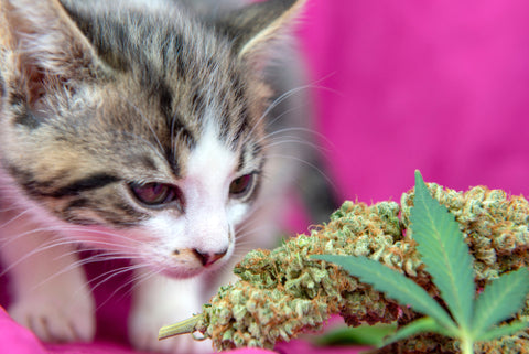 cbd for cats