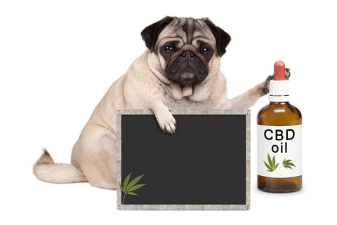 cbd oil for dogs petco 