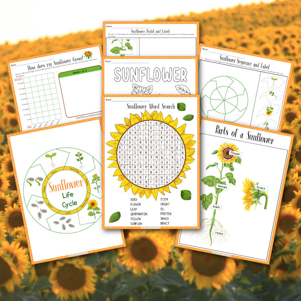 sunflower life cycle printable