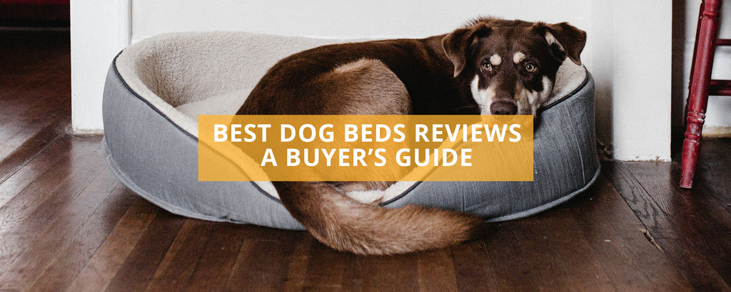 Best Dog Bed Reviews Uk A Buyer S Guide Petmonkey