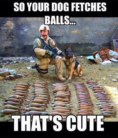Cute Dog Memes & Why Dogs Are Better Than People - You Dog Fetches Balls