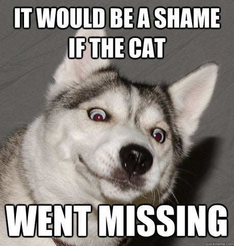 Funny Dog Memes & Why Dogs Are Better Than People - Cat Goes Missing