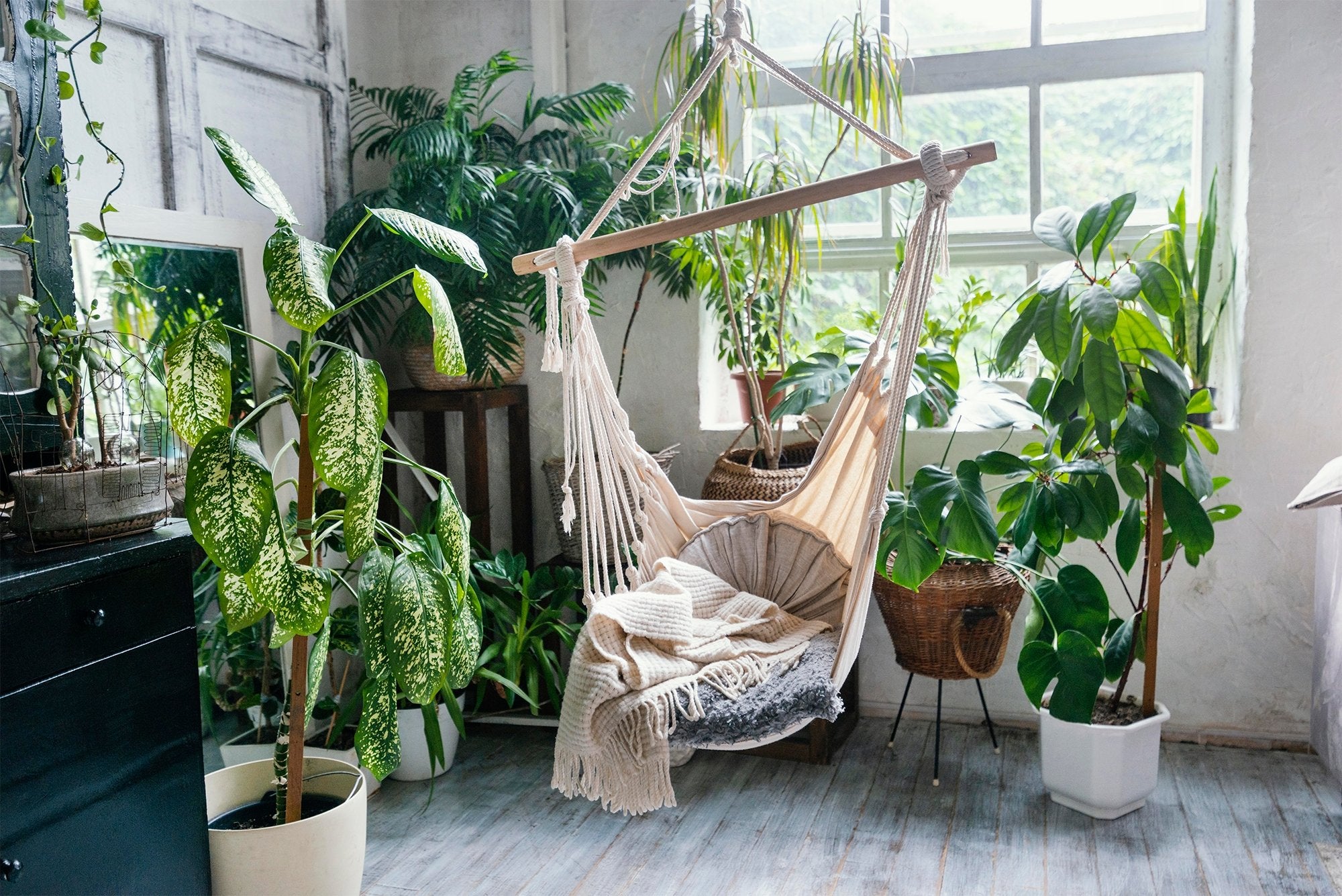 Living Room Plant Bedroom Plant Specialist Plant