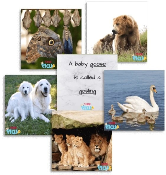 TEDDO PLAY 40 LEARNING CARDS - PARENT AND YOUNG ONES