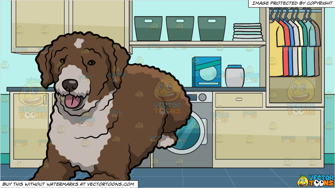 A Resting Spanish Water Dog And A Laundry Room Background