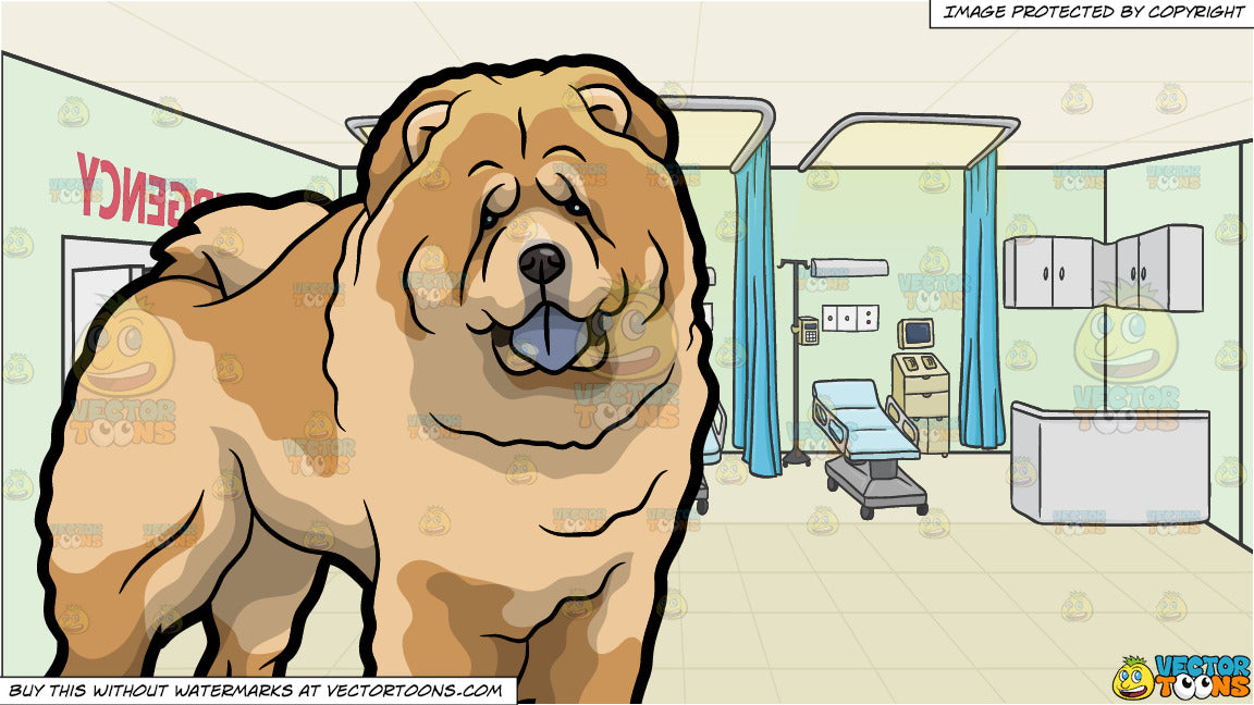 A Very Cute Chow Chow Dog And Hospital Emergency Room Background