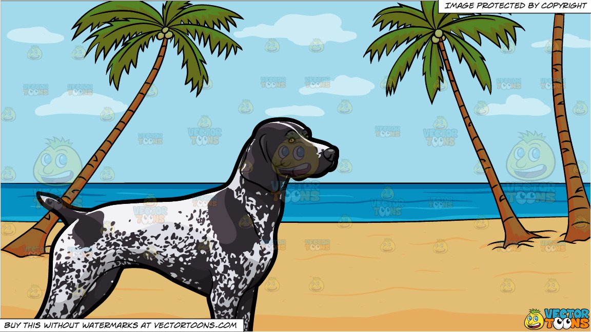 An Observant German Shorthaired Pointer Pet Dog And A Calm Beach
