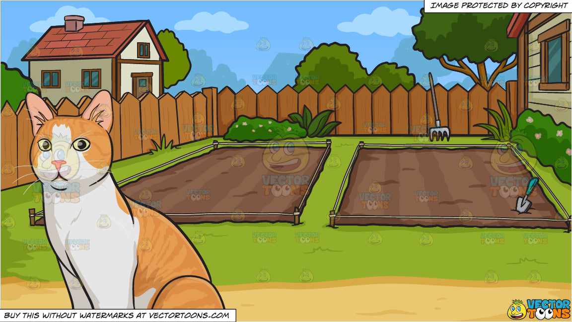 An Orange And White House Cat And Empty Backyard Vegetable Garden