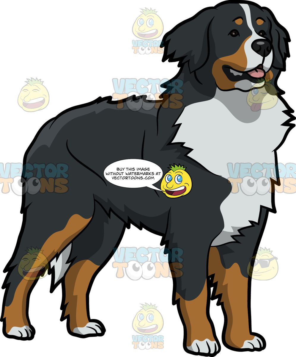 Download A Curious Bernese Mountain Dog Clipart Cartoons By Vectortoons PSD Mockup Templates