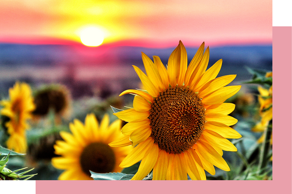 Sunflowers in the sun