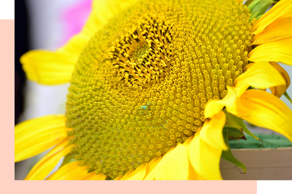 Sunflowers close up