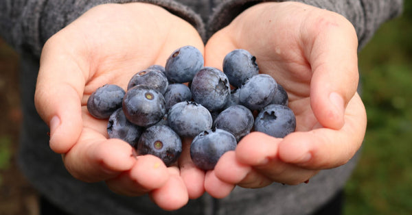 blueberries in hand