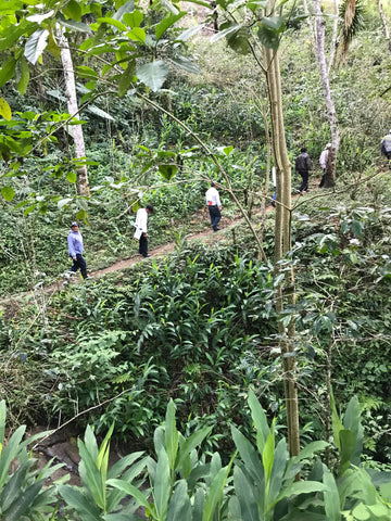 walking coffee lands