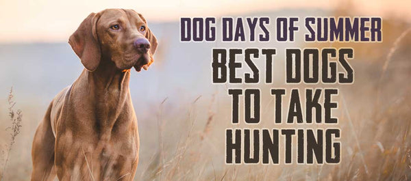 Gill McFinns picks for the best dogs to take hunting