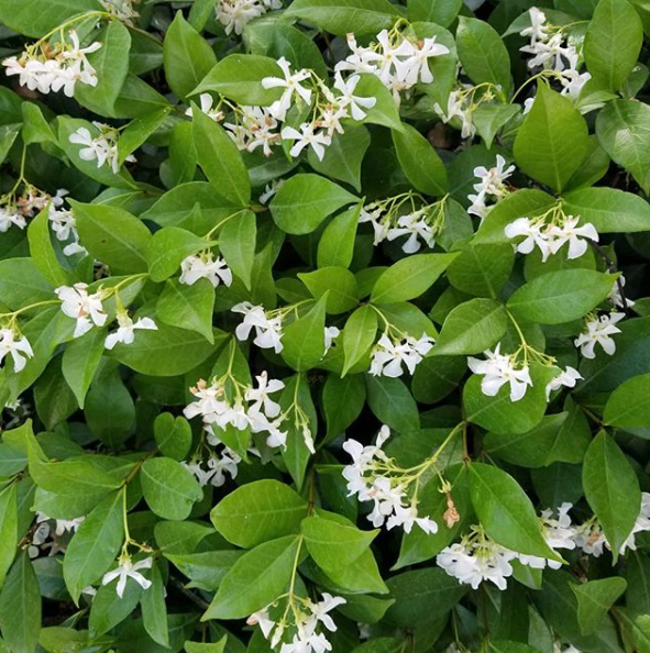 Jasmine White Flowers Fragrant House Plant 50 Seeds – Lovely Seeds
