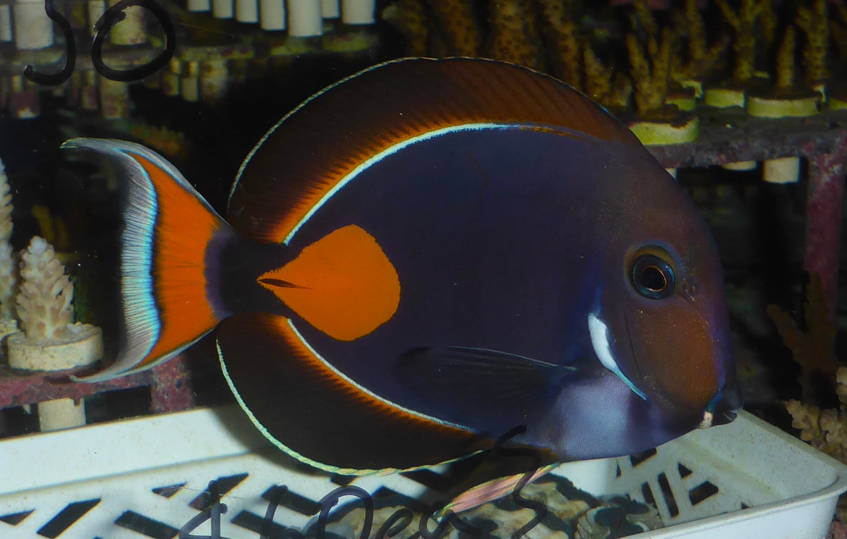 Tangs / Surgeonfish – Reef Secrets