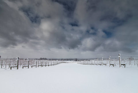 Three Brothers Wineries snowy vineyard