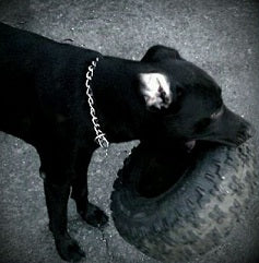 Jake as a puppy, the tire kept him from untying our shoes ....