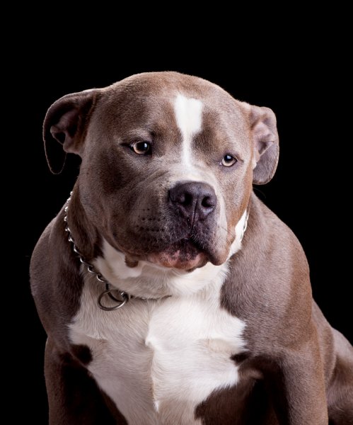 can a american bully live in seychelles