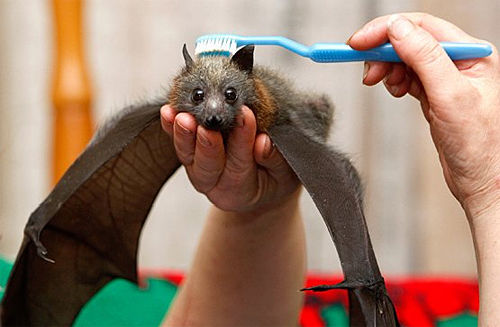 weird bat cute