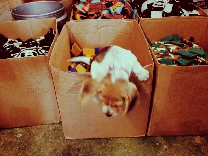 Cute puppy in a box oh my god so cute adorable