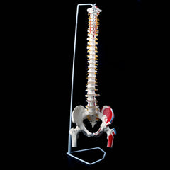 85cm 1:1 Life Size Human Anatomy Spine Model