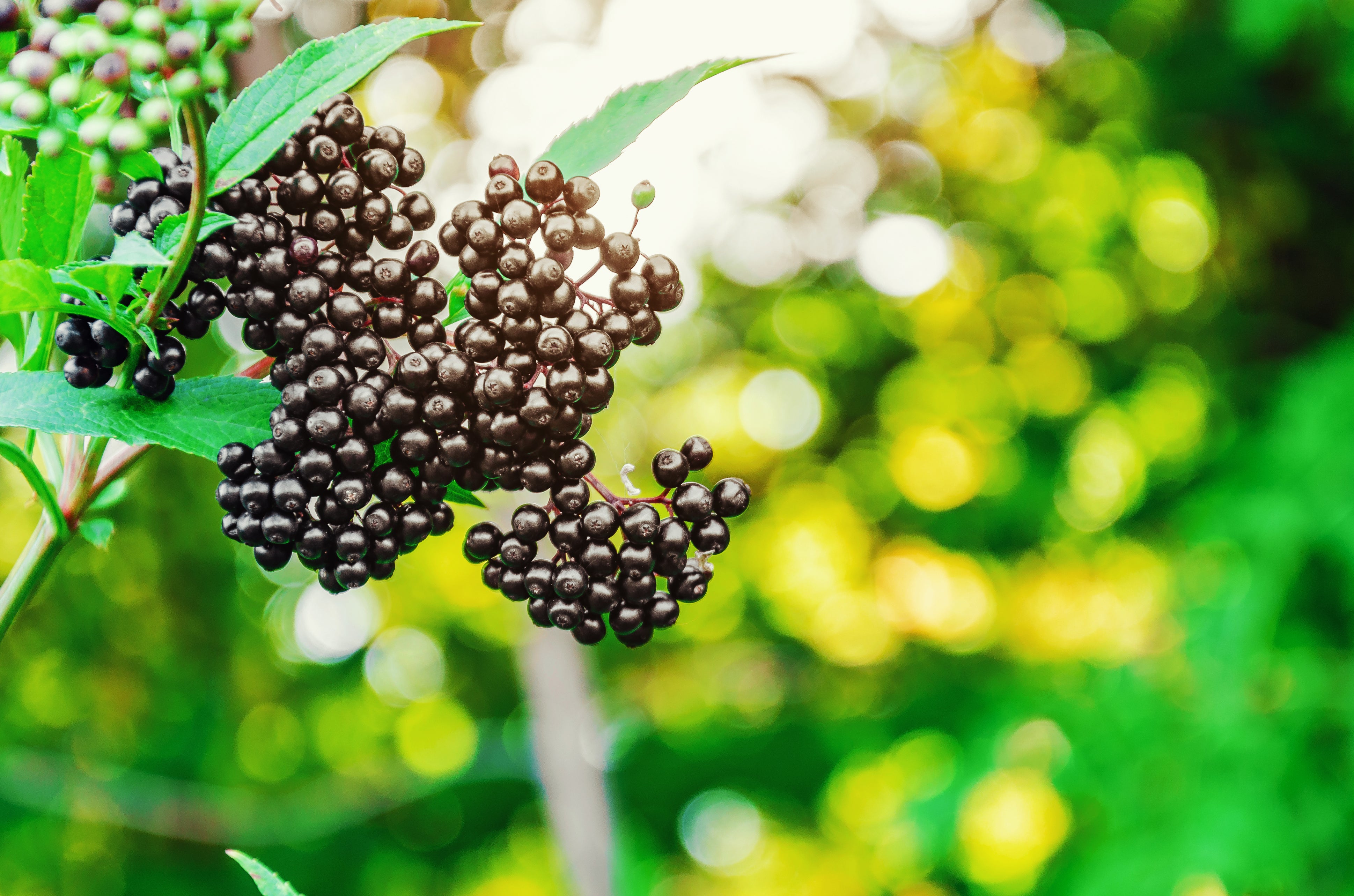 health benefits of elderberry capsules