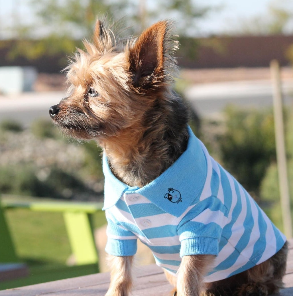 collared shirt for dog