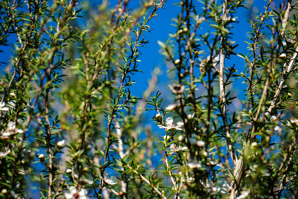 Manuka branches blue sky