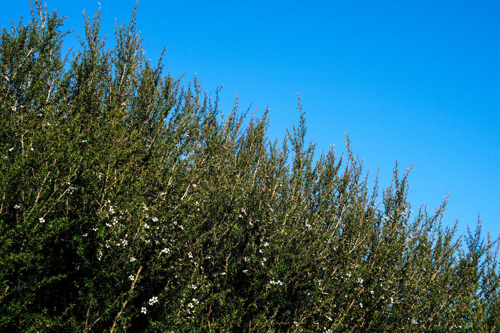 Manuka bush blue sky