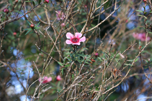 Manuka flower pink