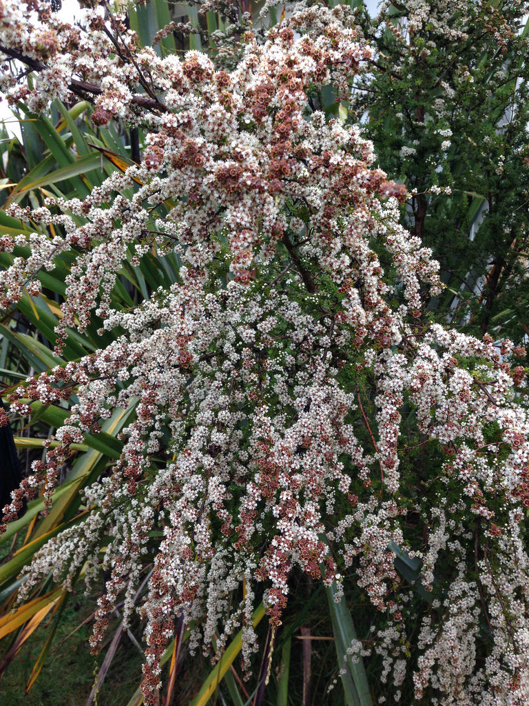 Kanuka flowering