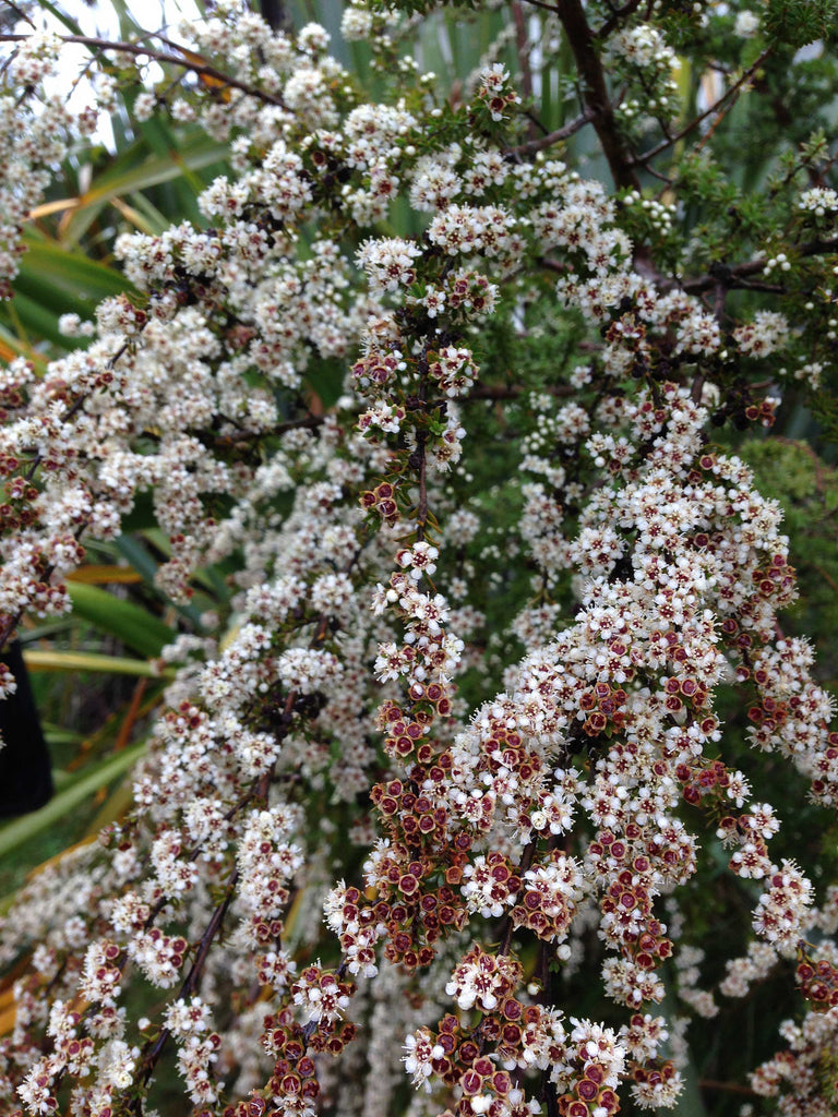 Kanuka flowers