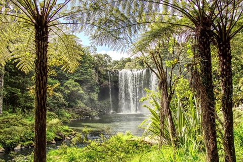 Forest and waterfall