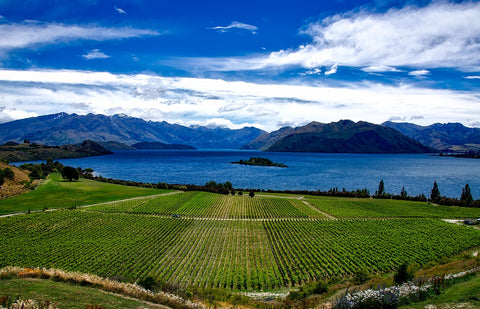 Lake Wanaka Vineyard